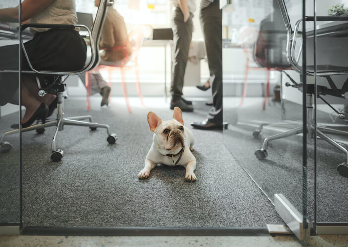 How Often Should Office Carpets Be Cleaned at Different Times of the Year?