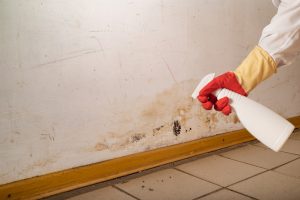 Cleaning expert preventing mold growth in a commercial building during winter.